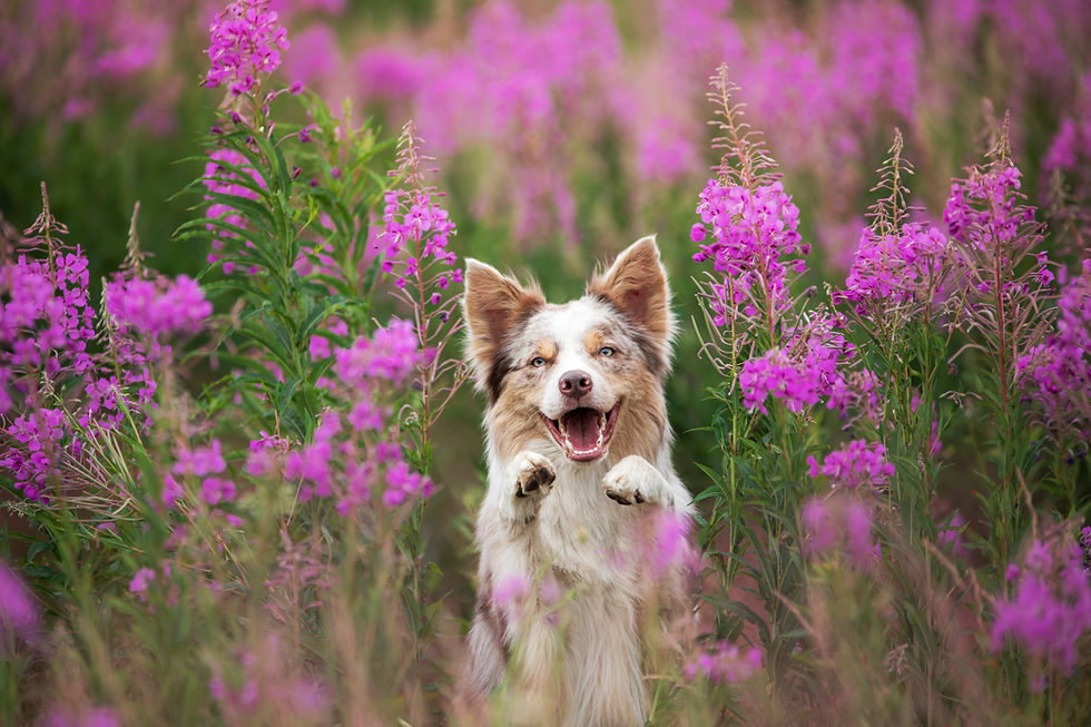 Dog in lilac flowers Border Collie in a field on nature Portrait of a pet Cute pet.jpg