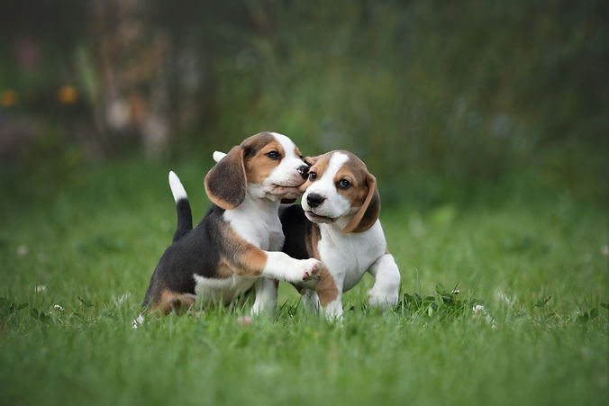 Two little beagle puppies playing in nature.jpg