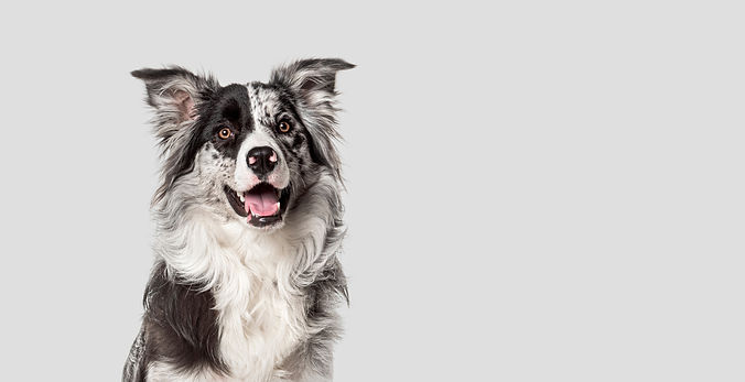 Head shot of a Attentive border collie dog sitting, looking away against a grey background