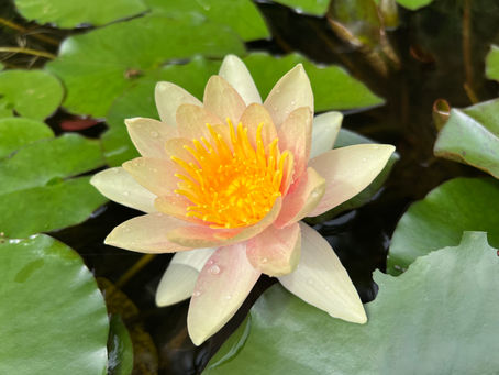 Seminario di meditazione "Respiro, Suono del silenzio, Mantra"