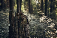Forest Tree Stump
