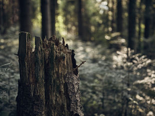 Be kind. Always. - Robin Williams