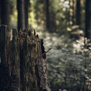 Tronc d'arbre