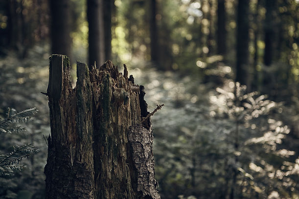 Forest Tree Stump