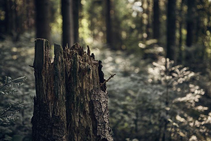 Broken Trunk