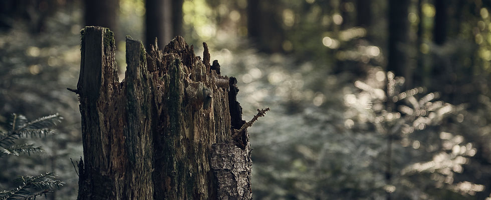 Forest Tree Stump