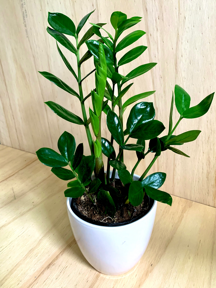 Our Plant Care Zamioculcas zamiifolia