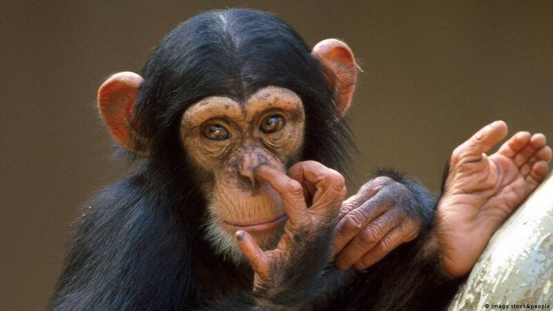 Ein Schimpanse, der sich mit einem Finger in der Nase bohrt.