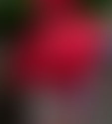 Paper Napkin Poinsettia