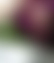 Sugar Plum Fairy Bouquet