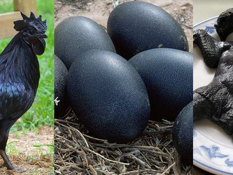 Conheça esta rara “galinha gótica” é 100% preta, desde as penas aos seus órgãos internos e ossos
