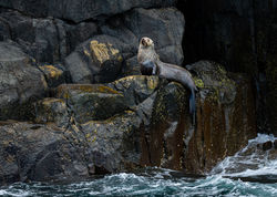 australian fur seal