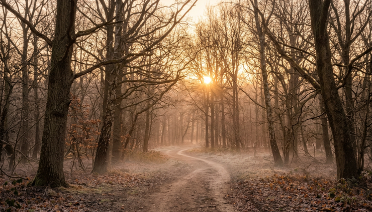 Wide-angle view of a quiet dirt path through bare trees at sunrise.