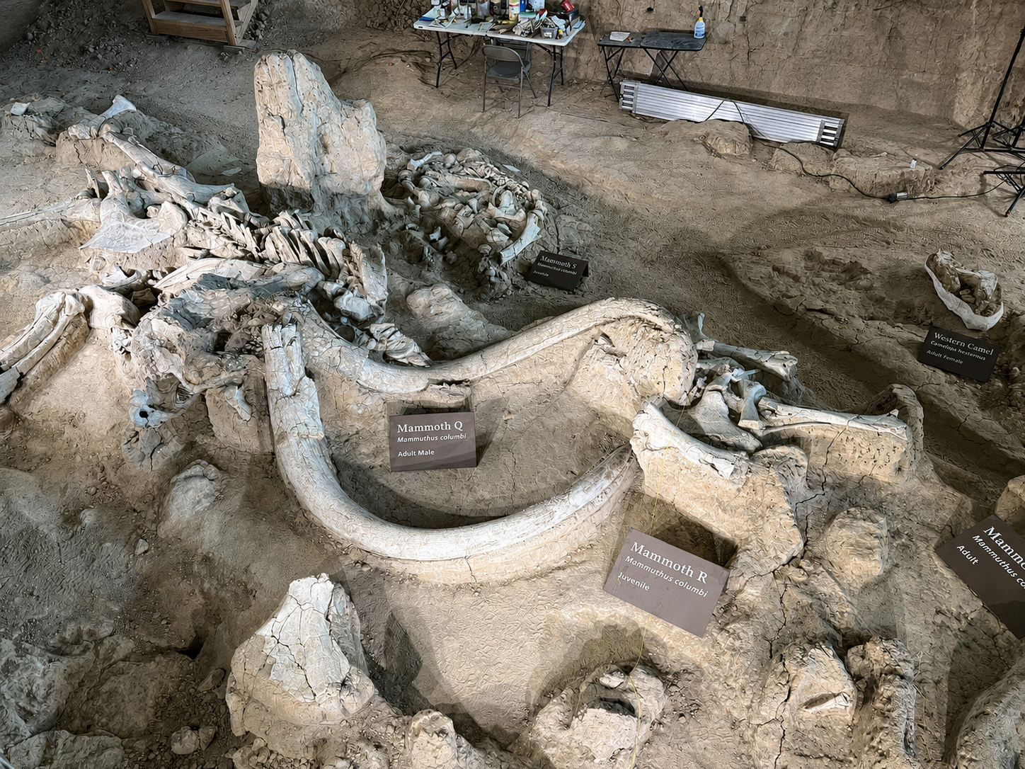 Monumental Mammoths   