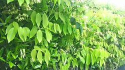 FB_IMG_1430259024982 (2015_09_18 01_49_55 UTC)