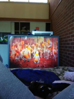 41606935_463902420684774_224388375946199