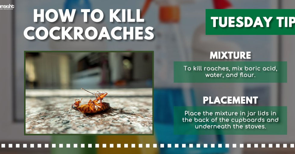 Insight Pest Solutions Tuesday Tip: How to kill cockroaches. Mixture: mix boric acid, water, and flour. Placement: place the mixture in jar lids in the back of cupboards and underneath stoves.