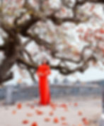 japonaise sous un arbre en fleurs