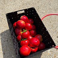 Jeu de lancer team Building coKoa Course des villageois