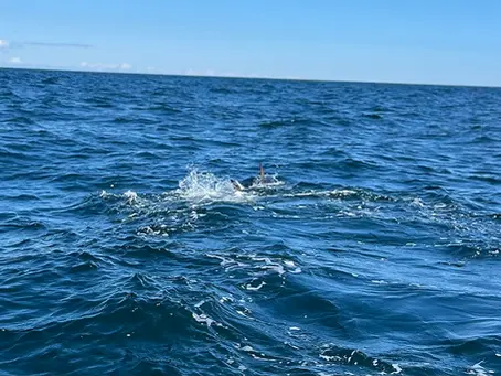 Harvesting Giants: Filling your Freezer with New England's Recreational Giant Tuna Quota