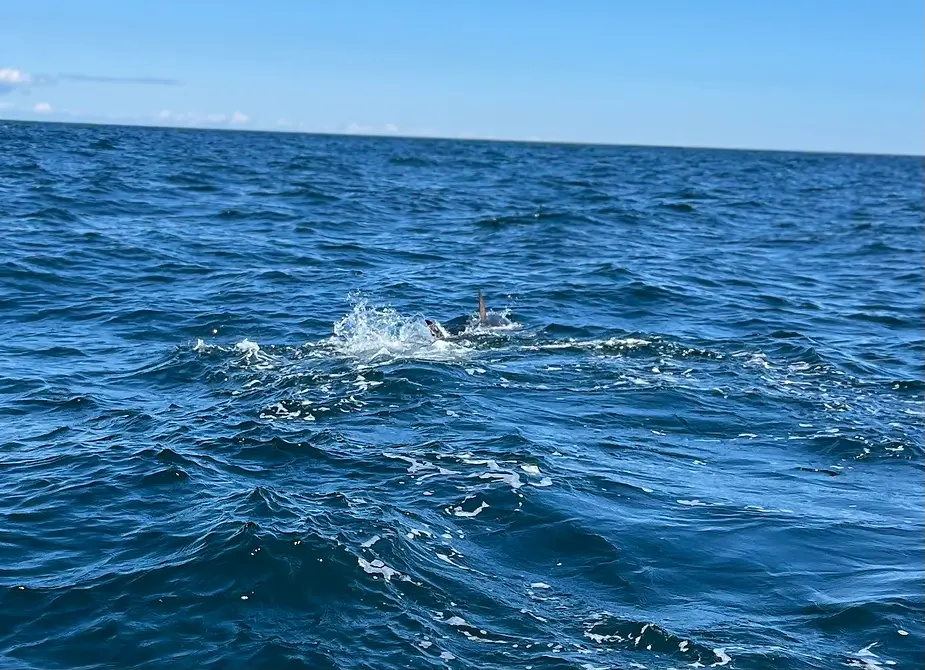 Harvesting Giants: Filling your Freezer with New England's Recreational Giant Tuna Quota