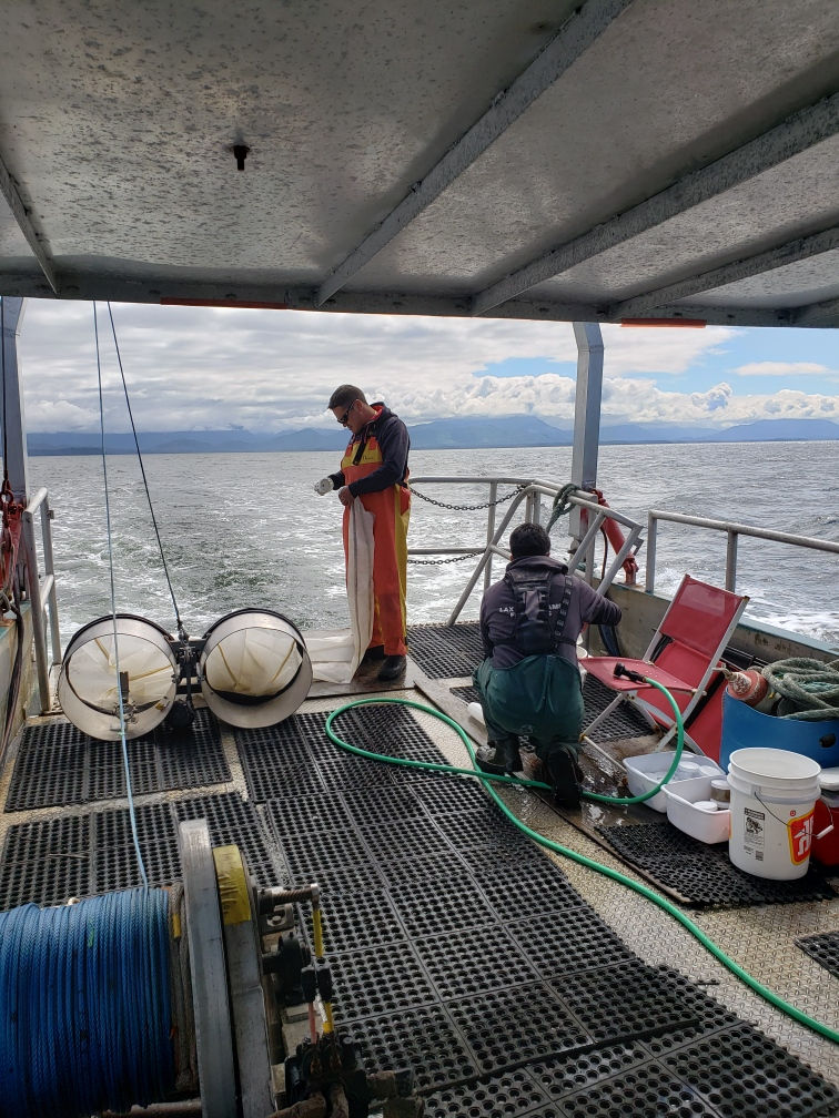 Bongo Nets Deployment