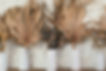 Picture of brown plants