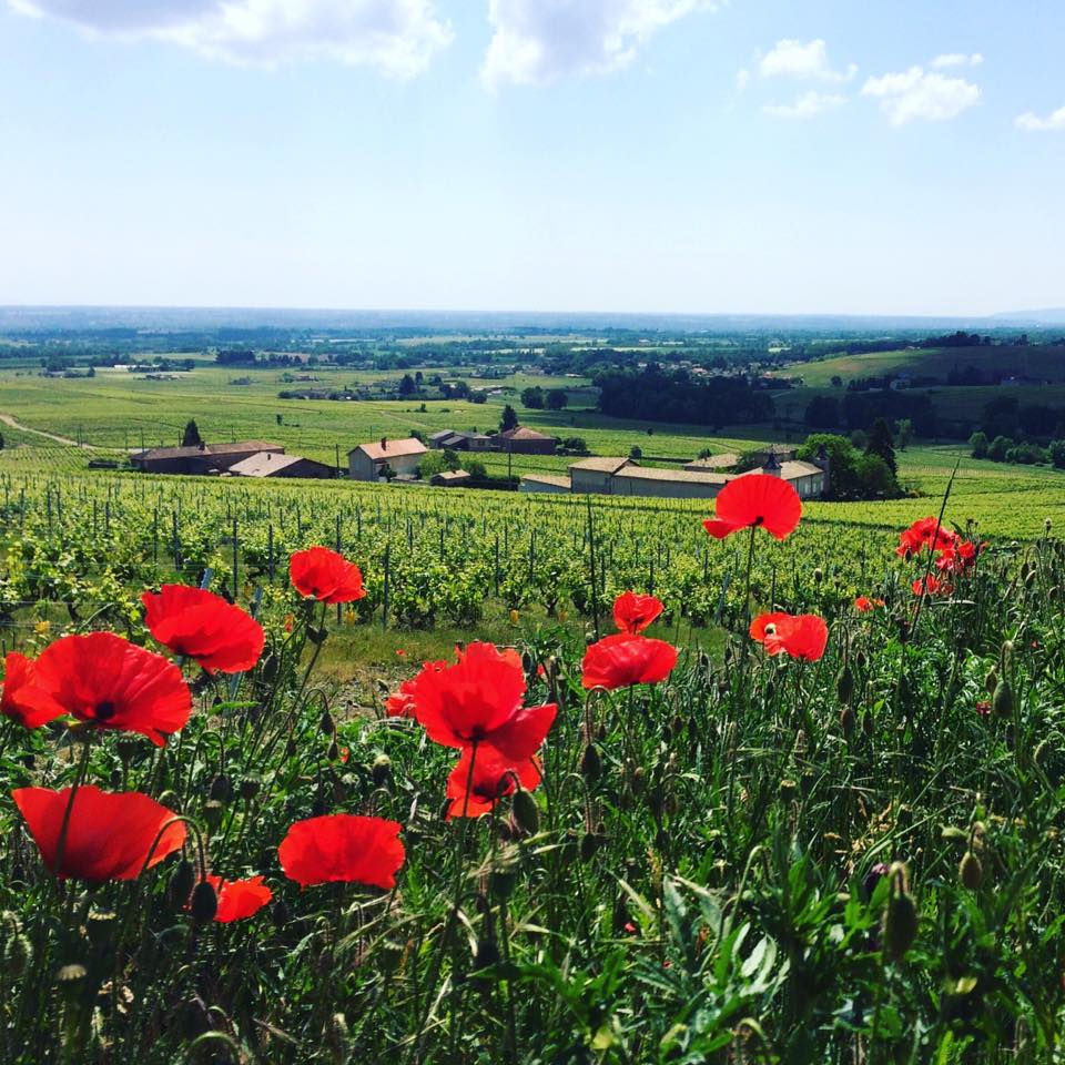 Miniature : Dupré Goujon - AOP Beaujolais Villages, Équinoxe de Printemps 2022