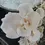 Thumbnail: Pleurotus djamor var roseus Pink Oyster Mushroom