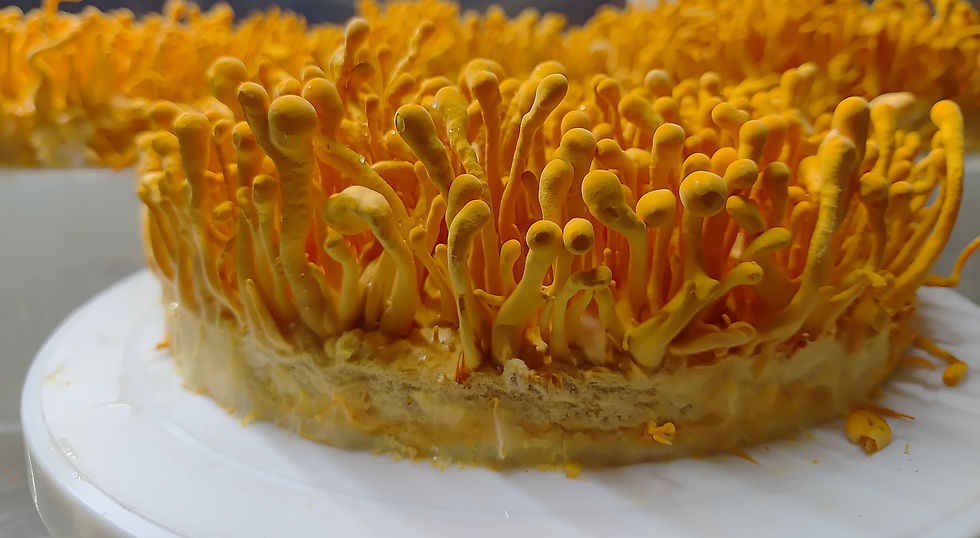 high density fruiting in Cordyceps at Agripie