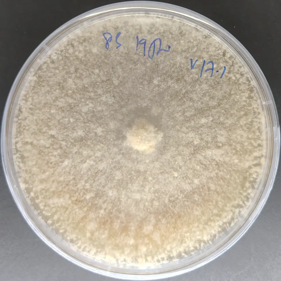 Black Morel Culture Plate (Morchella importuna) in India