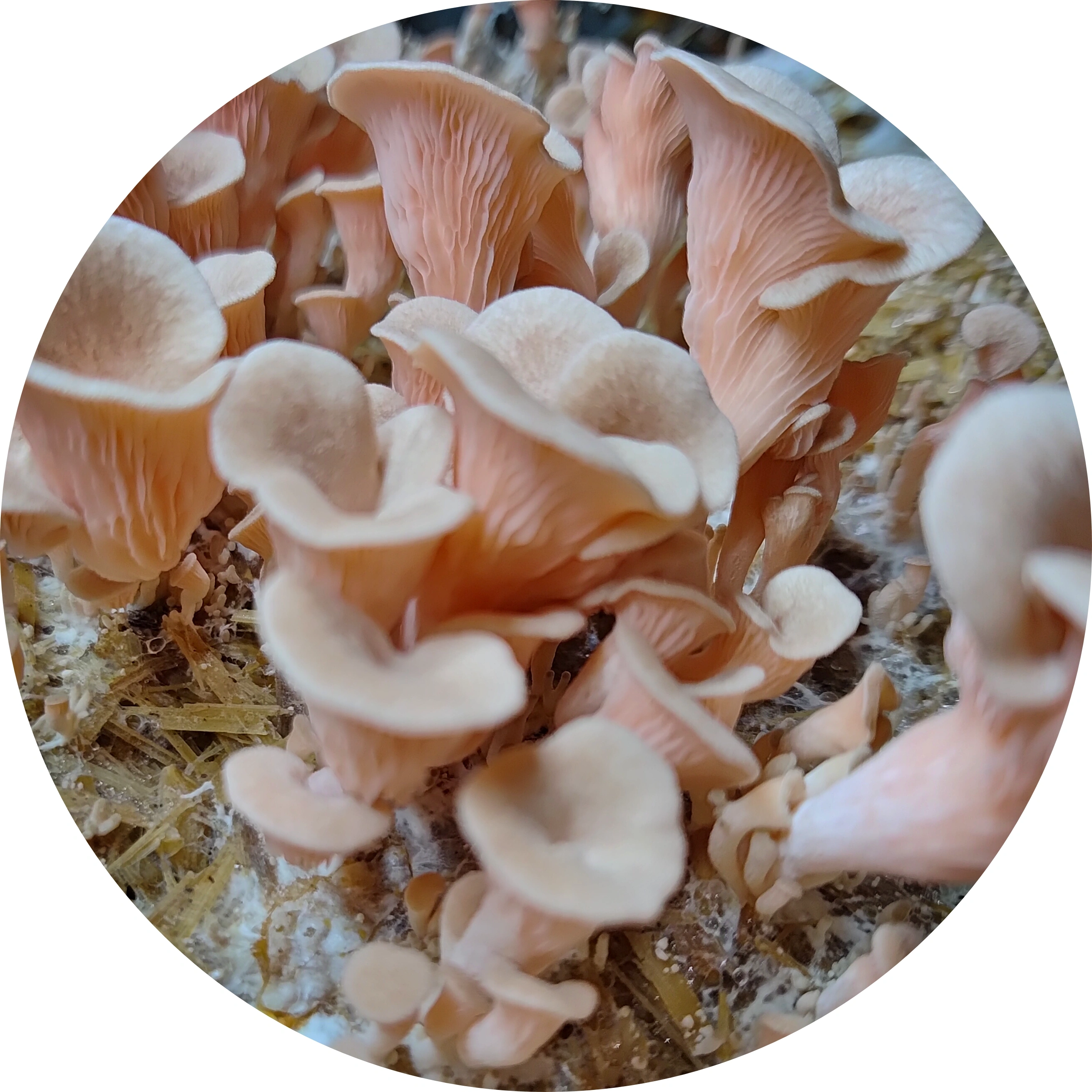 Mushroom for wellness

