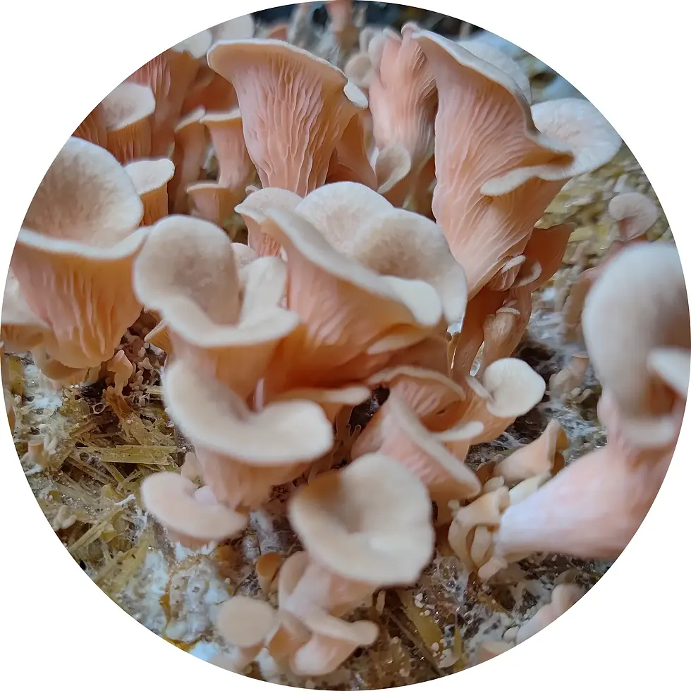Close-up view of pink oyster mushrooms growing on straw substrate