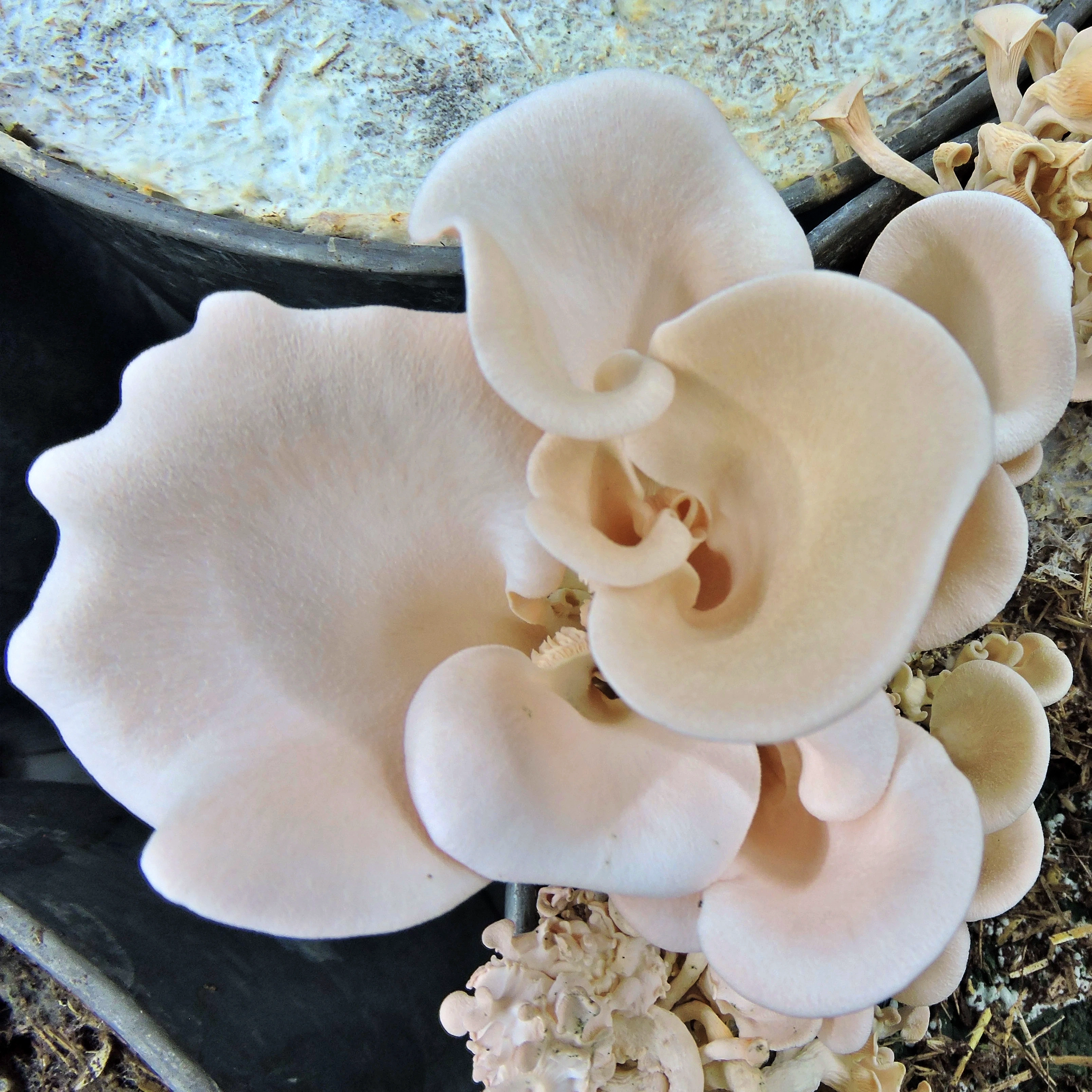 Mushroom for wellness

