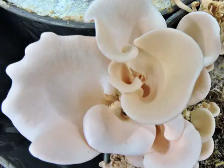 How to Grow Pleurotus Djamor Mushrooms Effectively