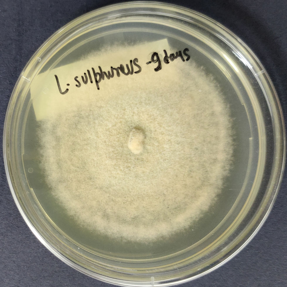 buy Laetiporus sulphureus Pure Culture