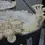 Thumbnail: Pleurotus florida White Oyster mushrooms primordia white caps growing in clusters, high yield and mild flavor