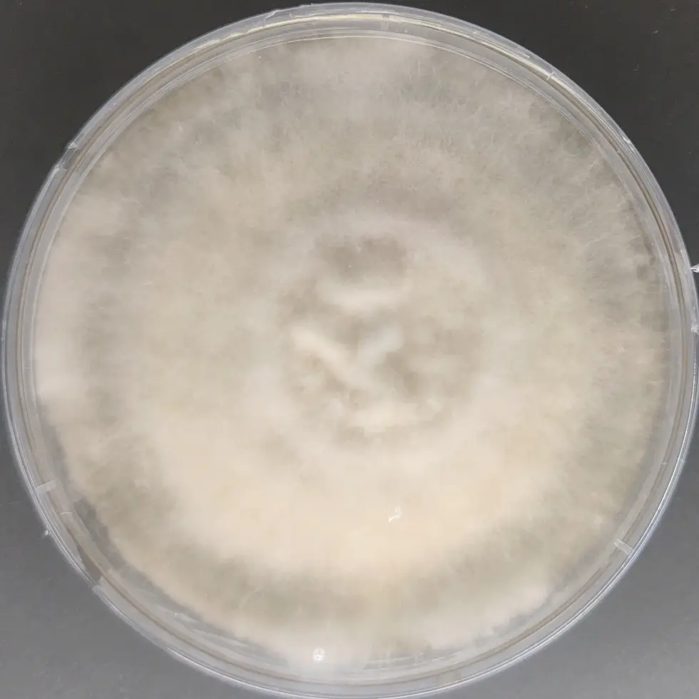 Jelly ear mushroom culture (Auricularia auricula-judae)