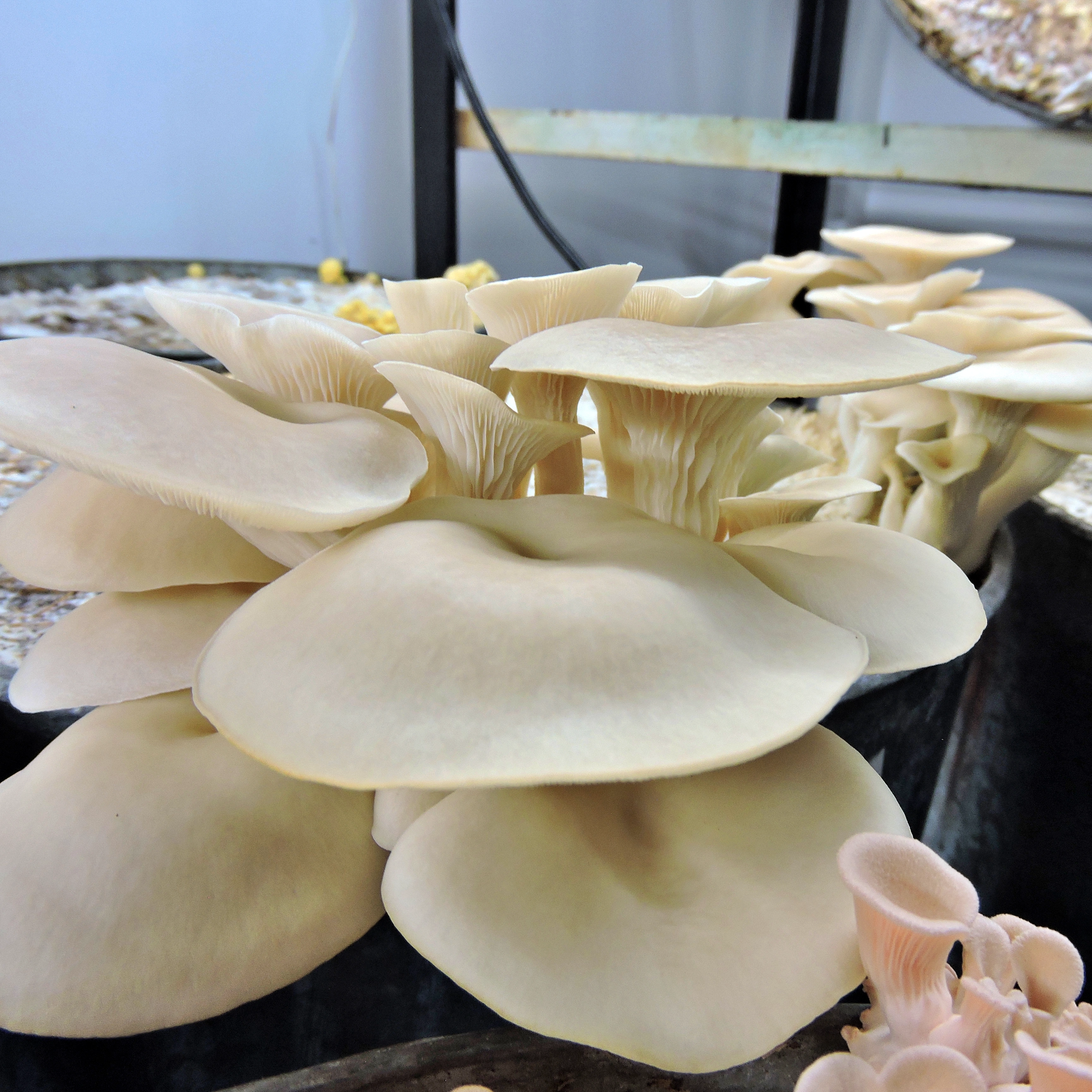 Mushroom for wellness

