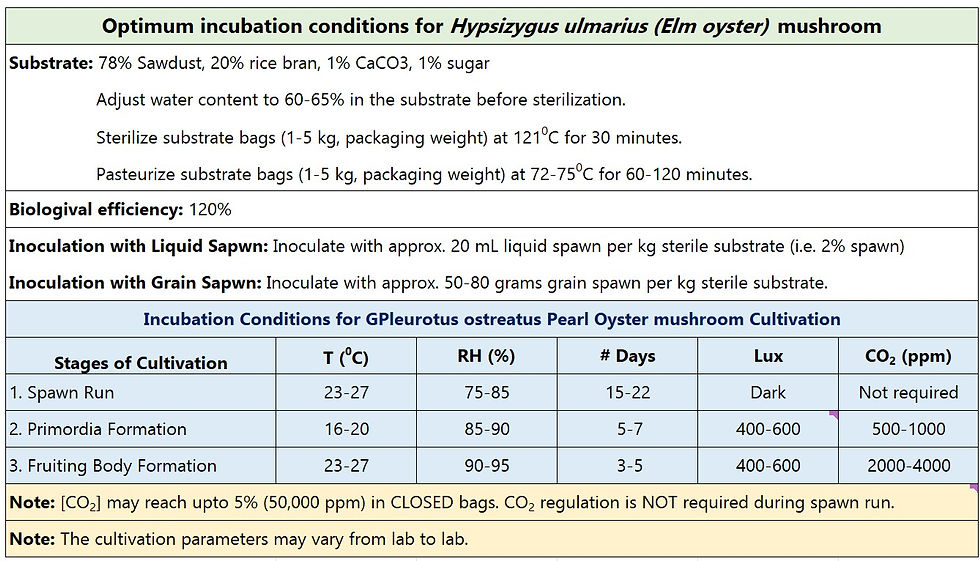 Elm Oyster Mushroom culture in India