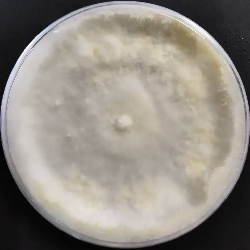 Lentinus sajor caju agar plate