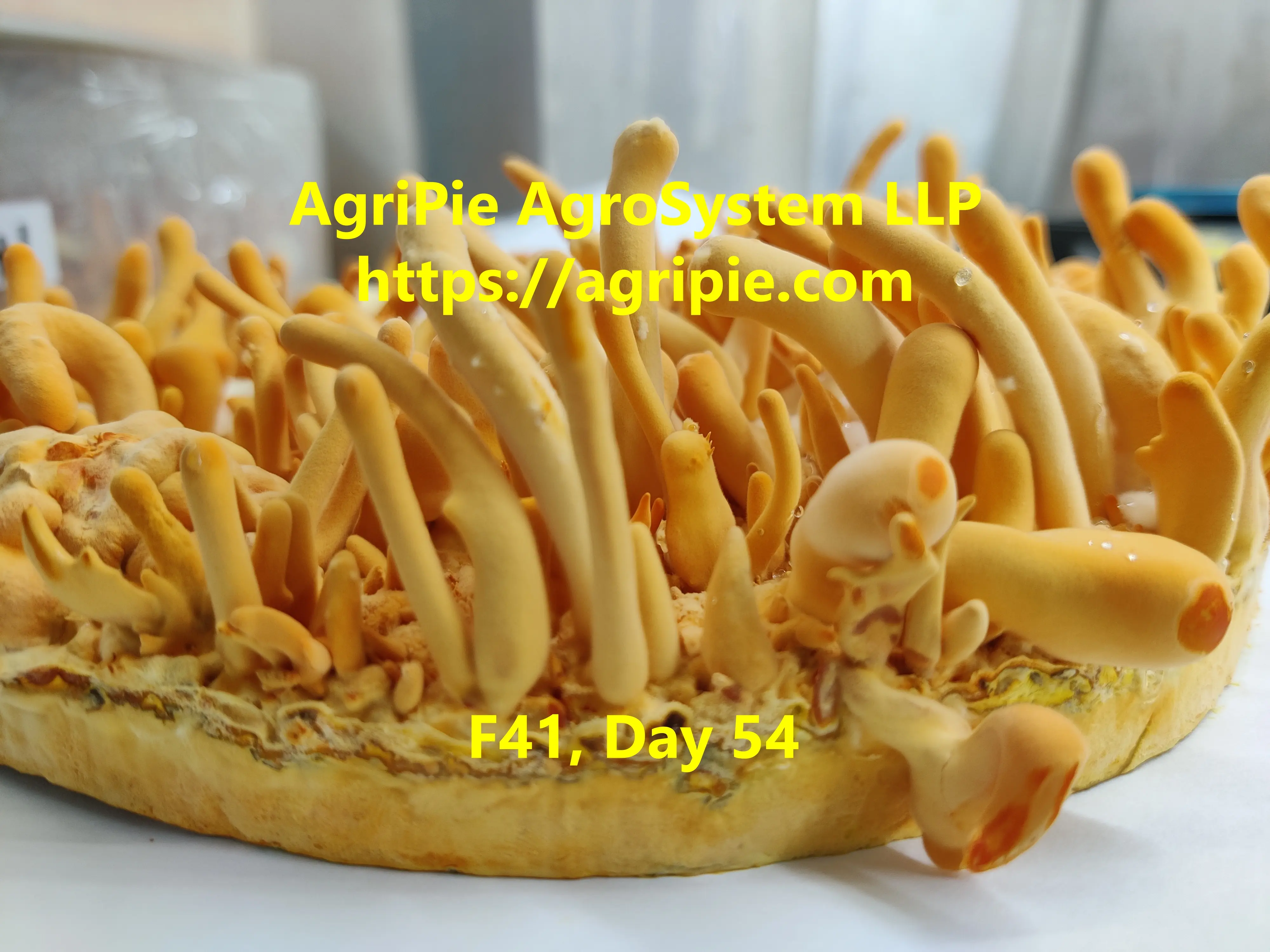 Cordyceps militaris, F41, Day 54