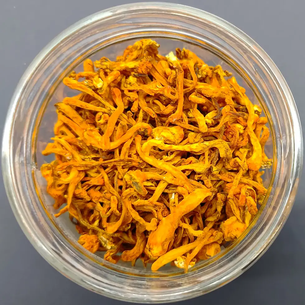 High-quality Keeda Jadi (Cordyceps militaris) mushroom farmed in Bihar, India