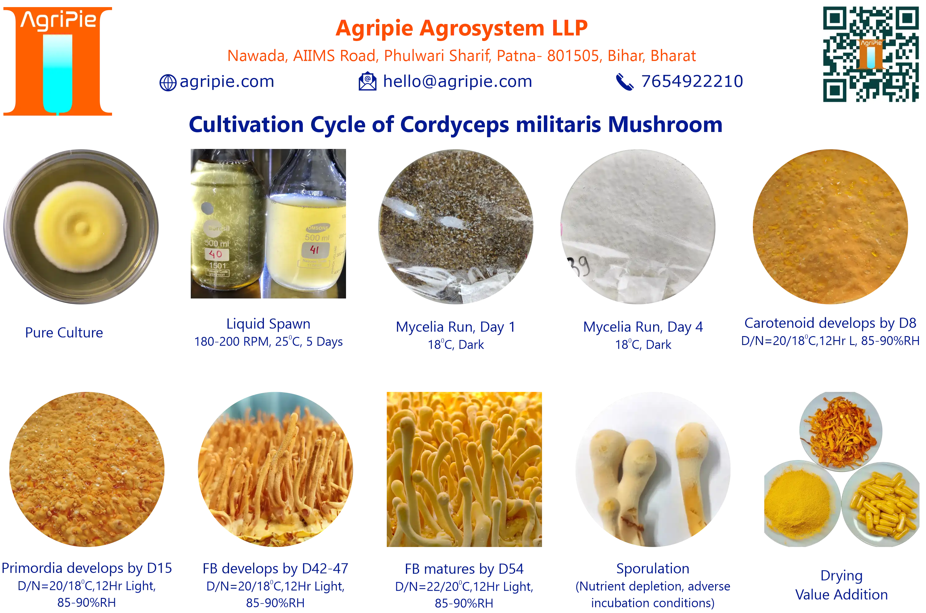 Mushroom for wellness

