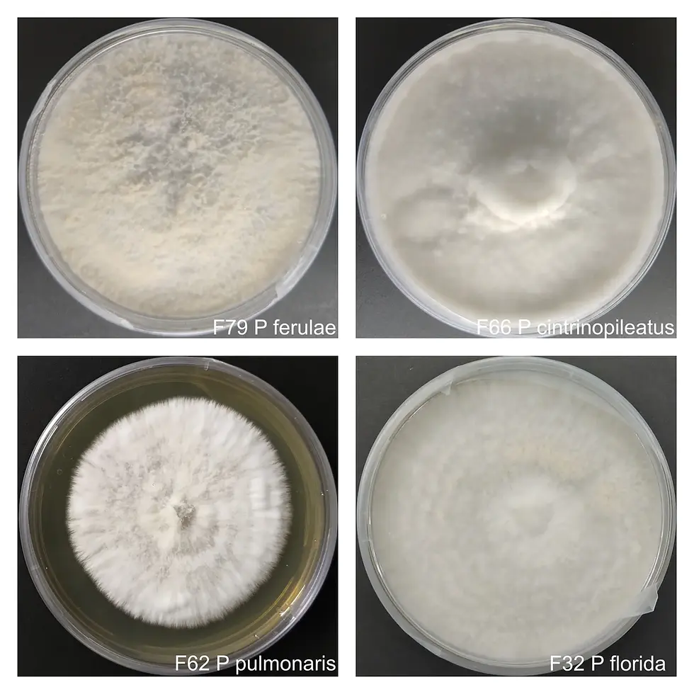 Buy Pure culture of oyster mushrooms in India