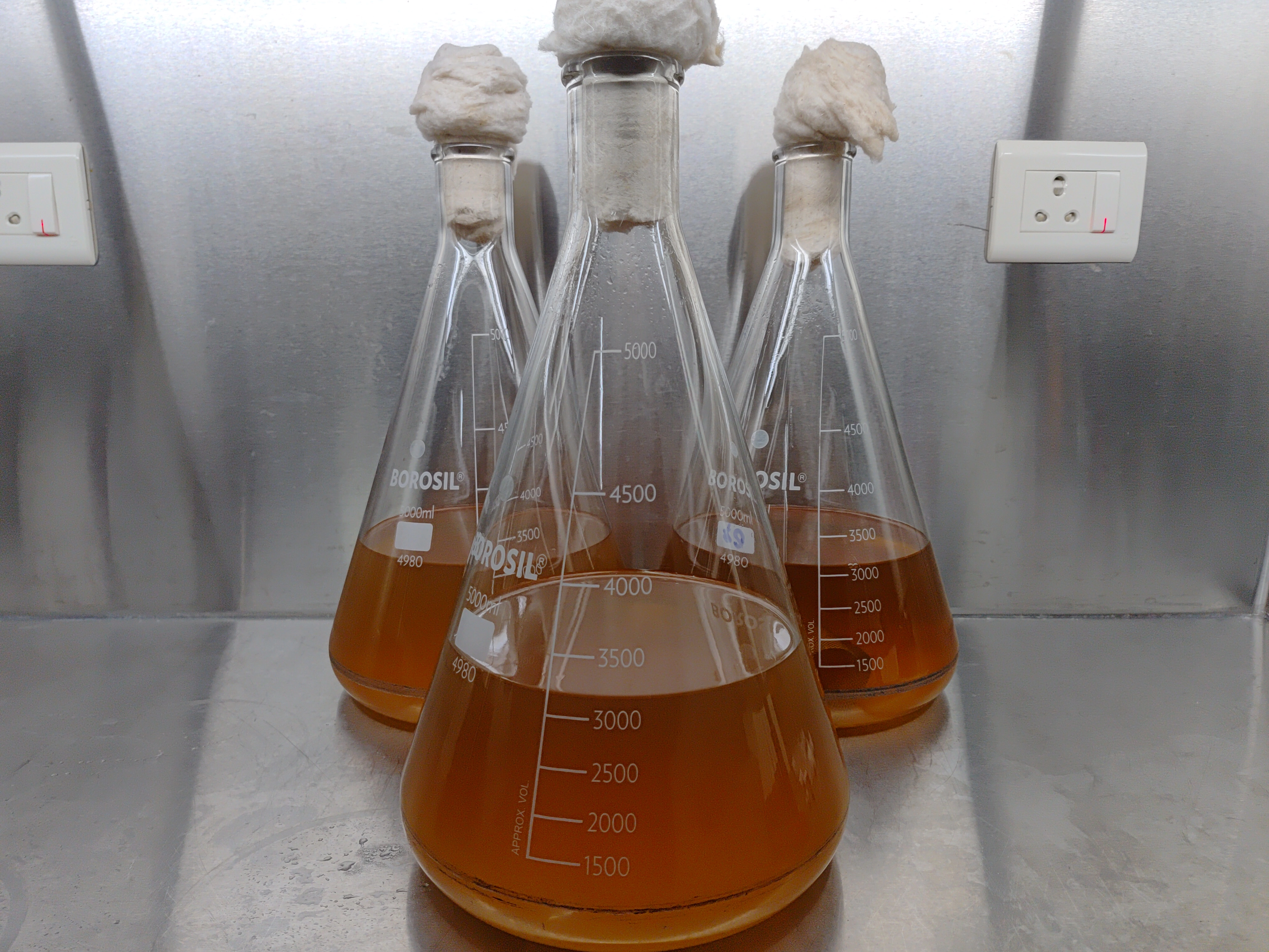 Mushroom for wellness

