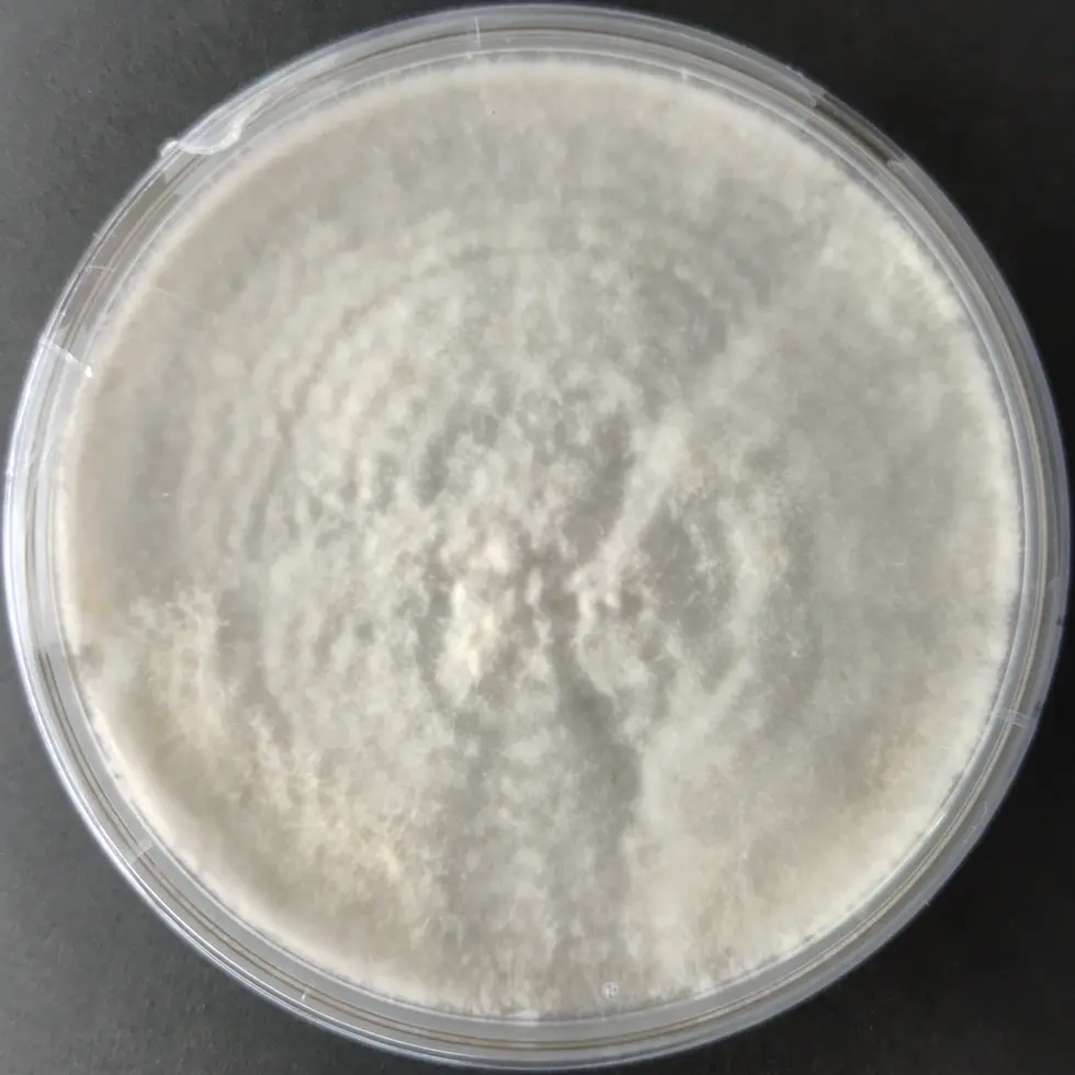 Tarragon oyster Pure Culture