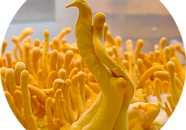 buy Cordyceps militaris (Keeda Jadi) mushroom in India