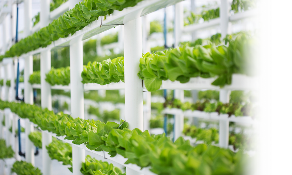 Choosing the Right LED Grow Light for Your Plants