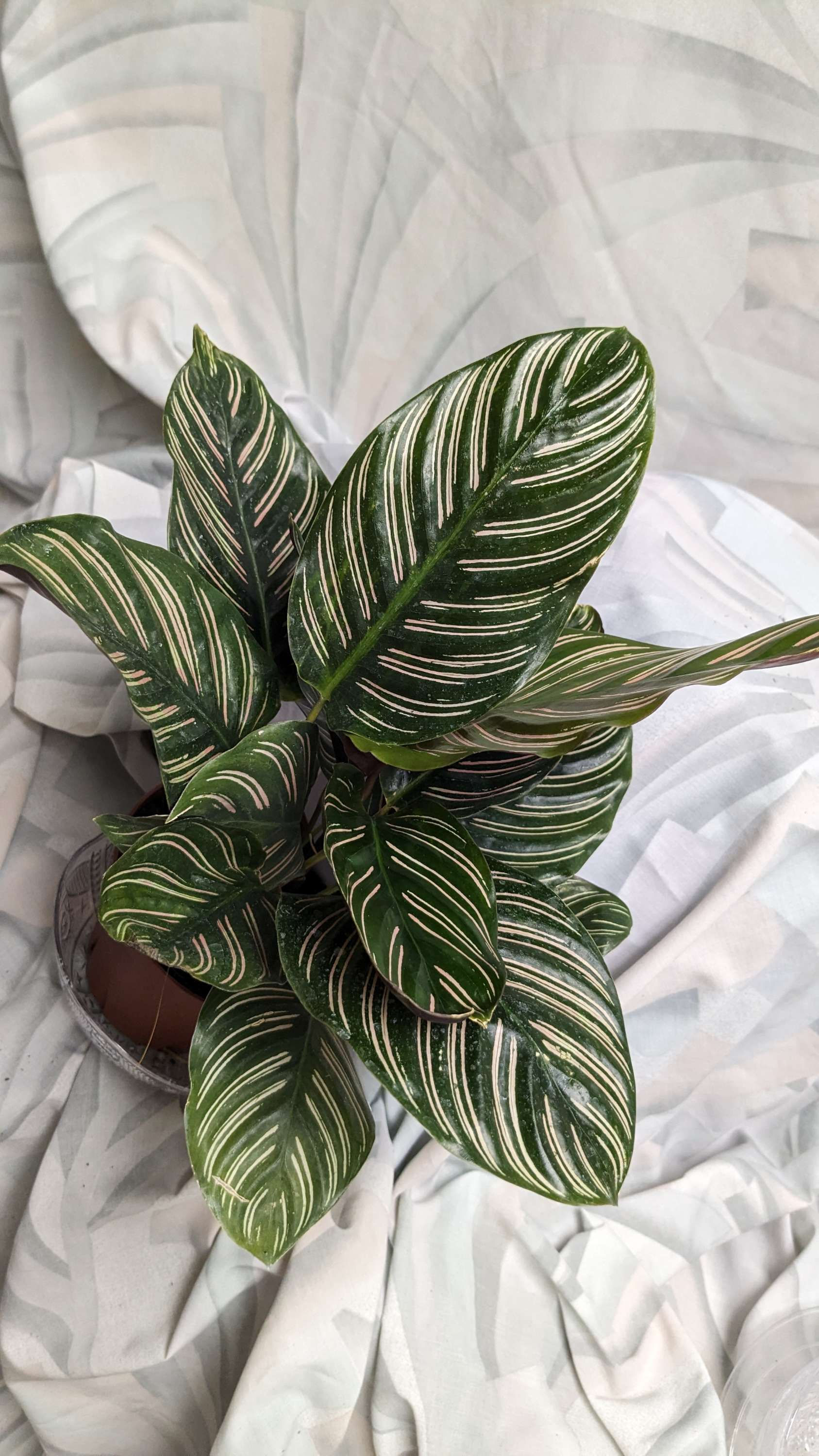 Calathea Ornata